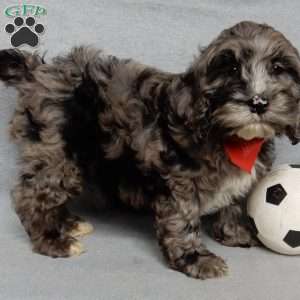 Bentley, Cockapoo Puppy